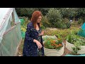 allotment jobs for september allotment gardening for beginners uk