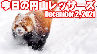 【レッサーパンダ】今日の円山レッサーズ　December 2 , 2021　Red Pandas at Maruyama Zoo