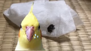 ダメだ・・・真っ黒なうんちをしました。副鼻腔炎闘病中💘【オカメインコのきなこ】