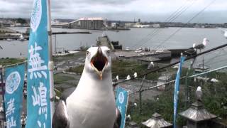 蕪島・ウミネコの鳴き声