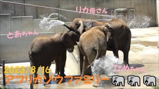 【アフリカゾウ】アフリカゾウファミリーの様子🐘　2023/8/16　とべ動物園