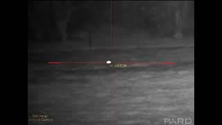 Pard DS35-70 LRF with IR940 using the Ballistic Calculator (Fox Shooting) #Nightvision #foxhunting