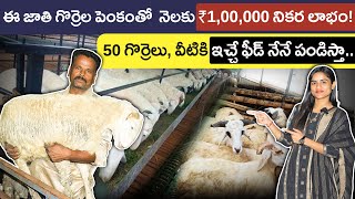 Amingad Sheep Farming in Telugu | How to Start Amingad Sheep Farming? | Amingad Sheep Breed