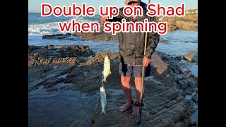 Double up catch two Shad at a time