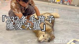 救的232条毛孩子，爆发犬瘟的第24个小时，已经15个被传染了    Dog  rescu in China   2023 08 04