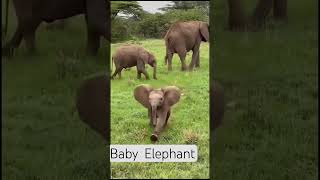 Baby  Elephant #viral #beautiful #ಮರಿ  ಆನೆ #beautifulnature #