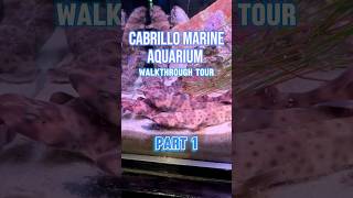 Exploring Cabrillo Marine Aquarium! Part 1 | #aquarium #freemuseum
