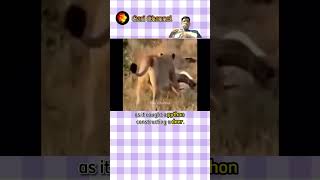 Lion's Double Feast with Python and Deer | Wild animals | Cari Channel