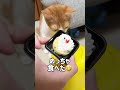 子猫にハーフバースデーケーキあげてみたら shorts