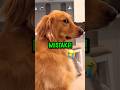 Funny Dog Names Golden Retriever Puppy! ❤️