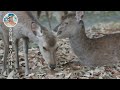 奈良 鹿達の日常 春日大社の参道で今日も鹿さんの一日が始まる 【奈良のシカ】