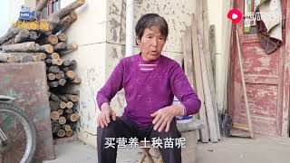 村里建了14个大棚，为啥现在都荒废了？听听承包三年的大婶怎么说