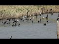 東京港野鳥公園「アオサギが着地」