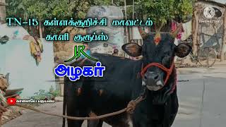 ** வெளிய போடா🤣 | TN-15 காளி குருப்ஸ் அழகர் | TN-15 kaali groups | Kaalaiye Dheivam | காளையே தெய்வம்