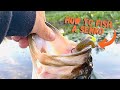 How to fish weightless SENKOS for shallow BASS