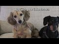 ep 9 the dogs go to florida find squirrelers cute puppy vlog