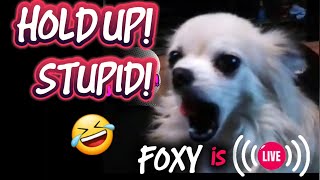 Foxys Friends is live Dog!