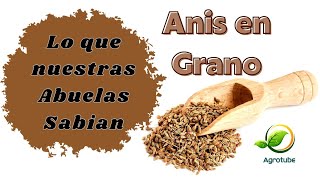 Propiedades del anis verde, Para que sirve el anis verde, Pimpinella anisum l, Anis en grano