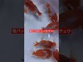 桜色がカワイイ金魚さん 桜バッファローヘッドランチュウ ランチュウ らんちゅう