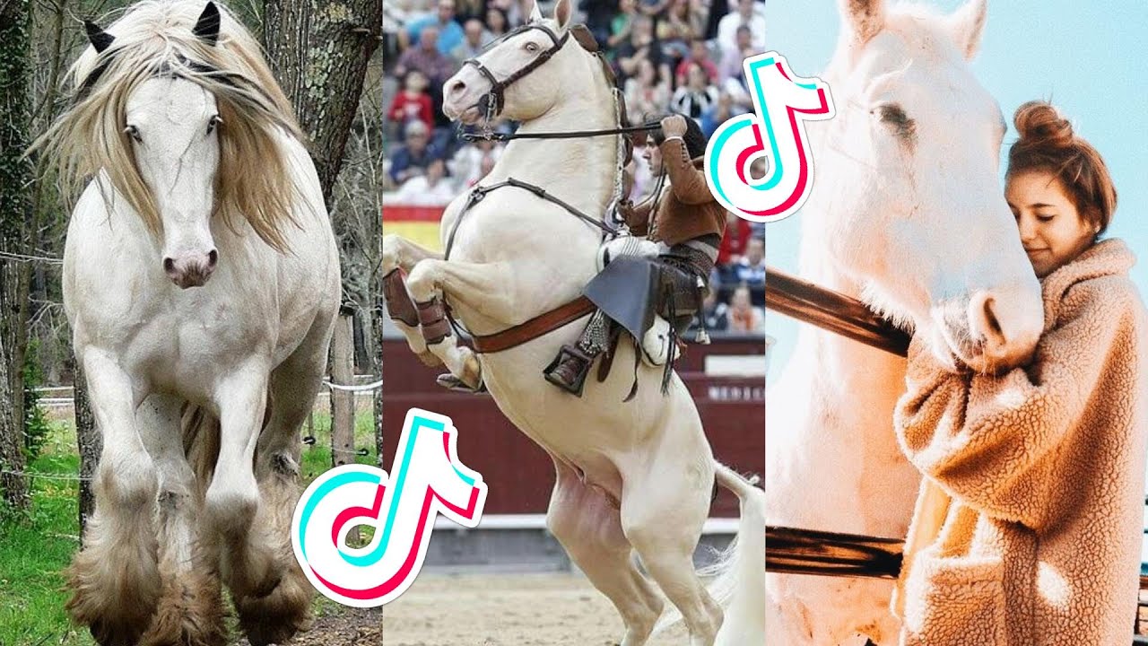 18 Minutes Of Reletable HORSE TikTok Compilation #95 - YouTube