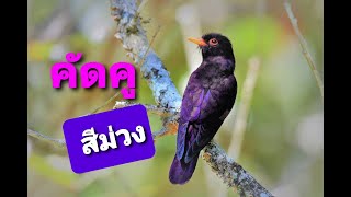 นกคัดคูสีม่วง (Violet Cuckoo)