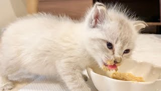 【保護猫】 初めての離乳食にがっつく子猫が可愛すぎる