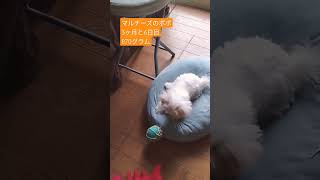 【パピー犬3ヶ月動画】870グラム3ヶ月の子犬こんなことします　#マルチーズ　#子犬　#パピー犬　#幼犬　#可愛い子犬 　#dog 　#maltese 　#Puppy　#成長記録　#play