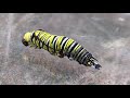 monarch caterpillar molting...shedding its skin