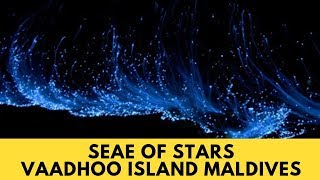 Sea of Stars Vaadhoo Island, Maldives.  #Vaadhoo #Island #Maldives #SeaOfStars