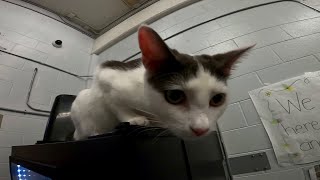 Cats and kittens are helping inmates heal thanks to a Flagler County rehabilitation program
