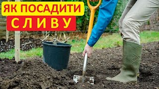 Осіння посадка сливи - як це роблю я. Все дуже просто та без заморочок