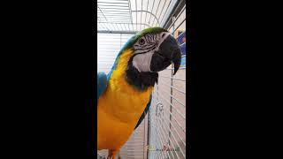 #shorts Macaw parrot eating a delicious pear