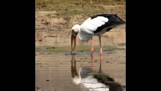 Asian Openbill Feeding on Snails