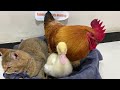 The kitten wanted to help the rooster take care of the chicks, but the duck came to cause trouble 😂