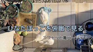 亀とニワトリのひなたぼっこを太陽目線で見る