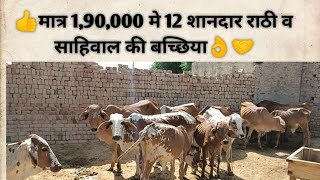 👍मात्र 1,90,000 मे 12 शानदार राठी व साहिवाल की बच्छिया👌only 1,90,000 for 12 heifers  🤝