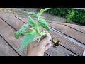 Growing Sunflower Plants From Cuttings (with all updates)