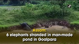 Assam: 6 elephants stranded in man-made pond in Goalpara