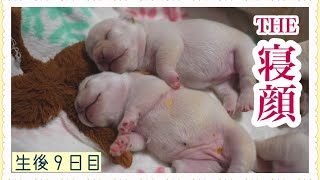 整列させたい授乳タイム【フレンチブルドッグ 子犬】