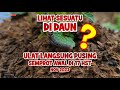 PETANI KENTANG DIENG, Penyemprotan Pertama Tanaman Kentang Usia 17 HST, Pake apa aja pak?