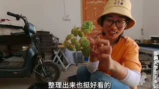 4年的多肉老桩这么好看？从小苗到老桩，全是时间的等待