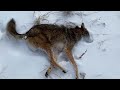 new brunswick coyote hunts 2025 self filmed.