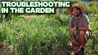 Too Much Rain? | Troubleshooting In the Garden