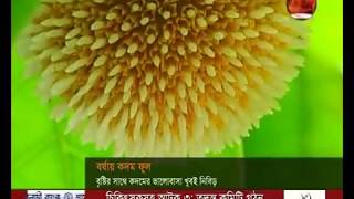 বর্ষার কদম ফুল- CHANNEL 24 YOUTUBE