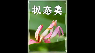 动物界的伪装大师，兰花螳螂靠拟态美大杀四方 #动物世界 #野生动物 #神奇动物 #螳螂