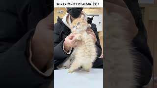 ダンスする猫（笑）#shorts #ショート #猫 #かわいい猫 ＃猫動画