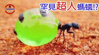 [TOP5]數個罕見超人體質生物~發現科學家不知如何殺死的生物!?