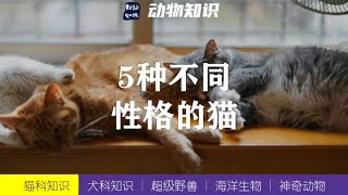 5种不同性格的猫咪！