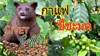 พาชมฟาร์มกาแฟขี้ชะมดที่เวียดนาม เจอชะมดยักษ์ตัวเท่าหมี! Cevet Coffee Farm in Dalat Vietnam.