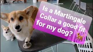 What is a Martingale collar? Top 4 types